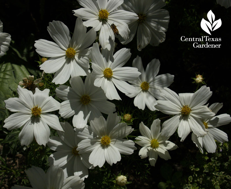 White cosmos at Sunset magazine's garden 