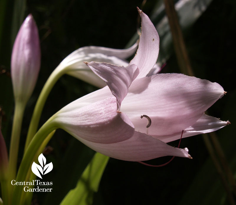 Pink crinum Central Texas Gardener Pink crinum Central Texas Gardener