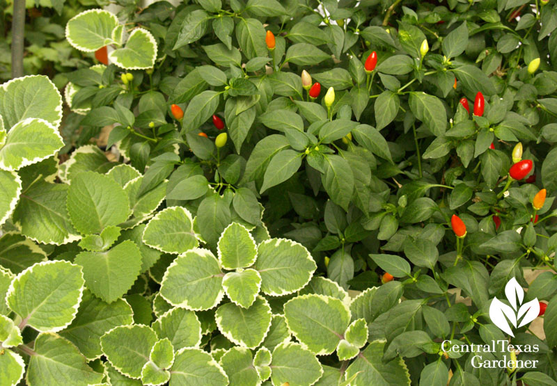 Cuban oregano and ornamental peppers patio pots 