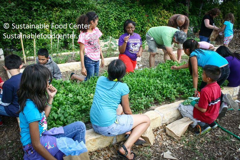 Raised vegetable bed Sustainable Food Center 