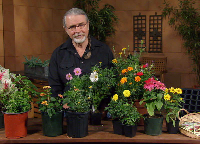 John Dromgoole plants summer flowers from seed