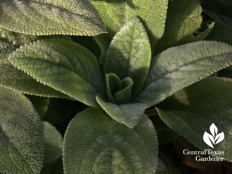 Lamb's ears 'Helen von Stein' Lamb's ears 'Helen von Stein'
