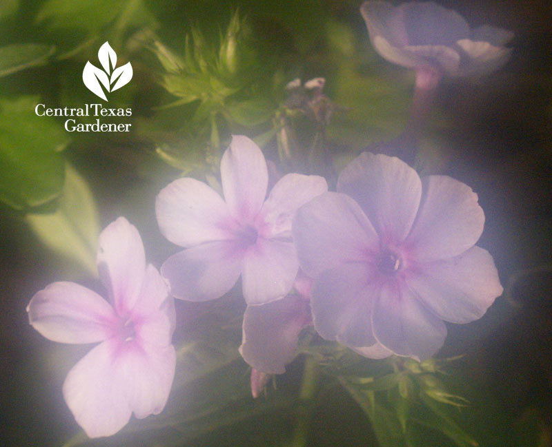 Phlox paniculata misty lens humid Texas