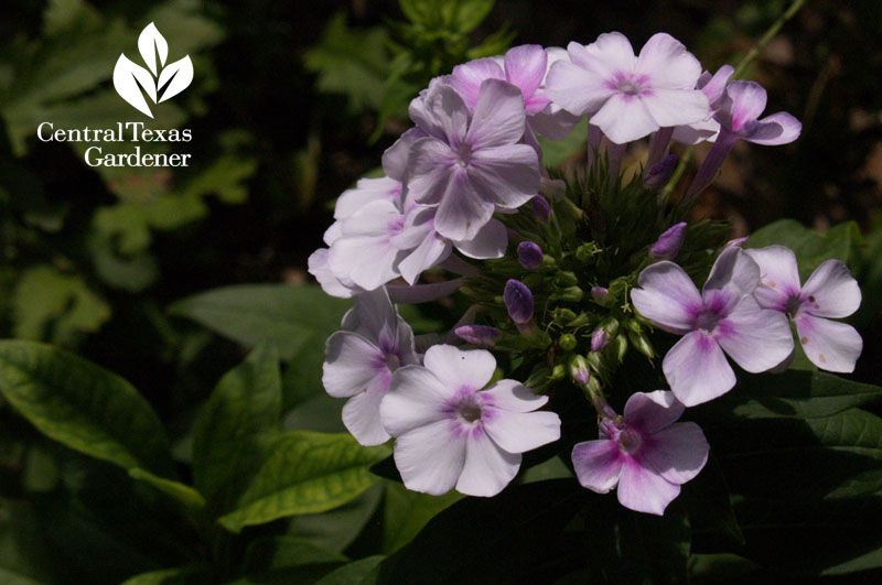 Phlox paniculata with iron chlorosis