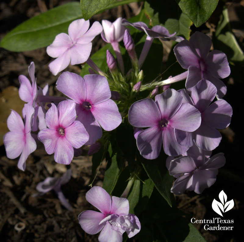 Phlox paniculata 'John Fanick' Phlox paniculata 'John Fanick'