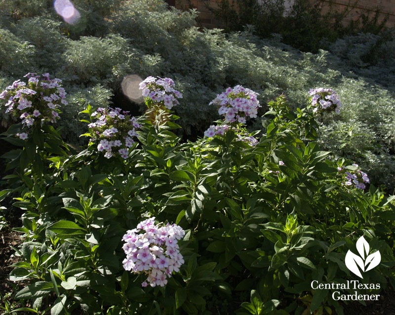 Phlox paniculata 'John Fanick'