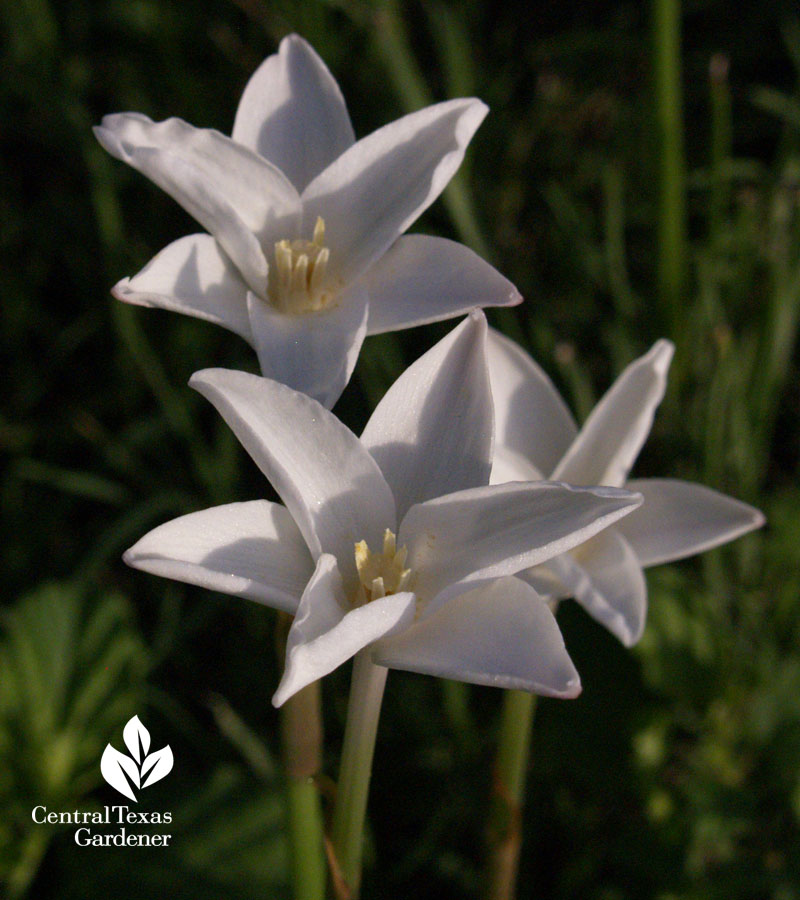 rain lily  Zephyranthes chlorosen