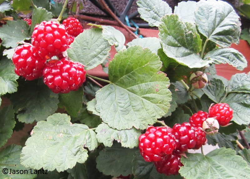 homegrown raspberries in Jason Lantz garden