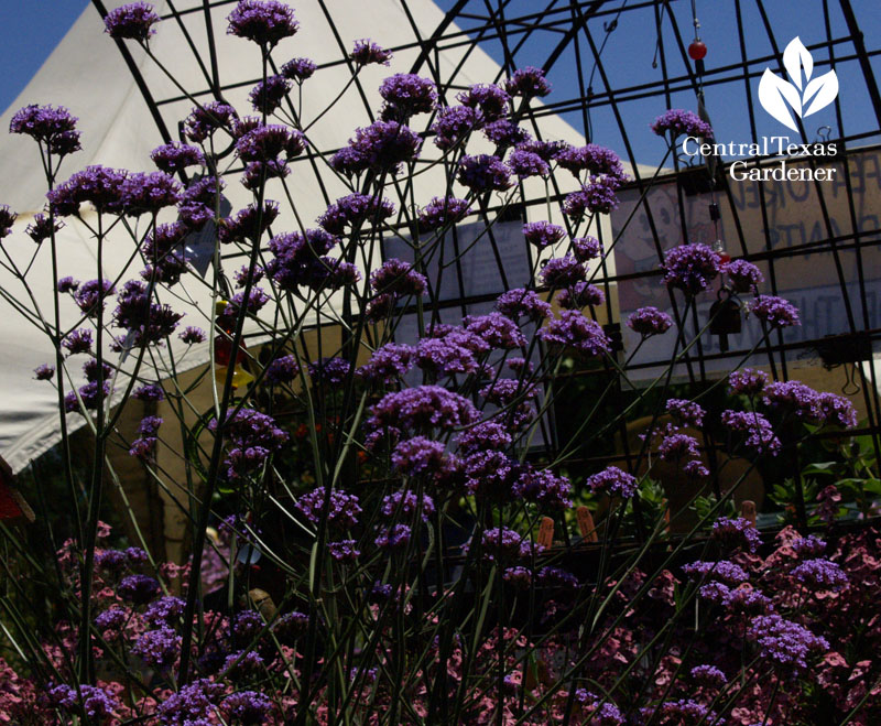 verbena bonariensis Annie's Annuals