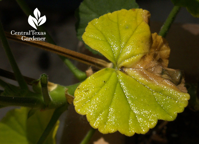 yellow leaves on geranium Central Texas Gardener 