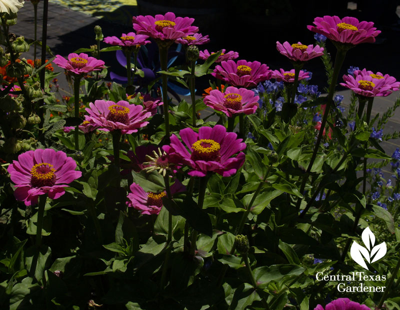 zinnias at Annie's Annuals 