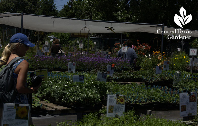 Annie's Annuals Annie's Annuals