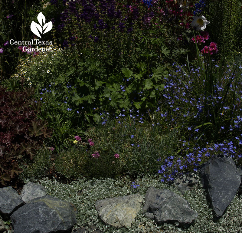 silver pony foot Dichondra argentea at Annie's Annuals 