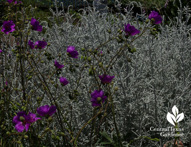 Silver and magenta at Annie's Annuals 