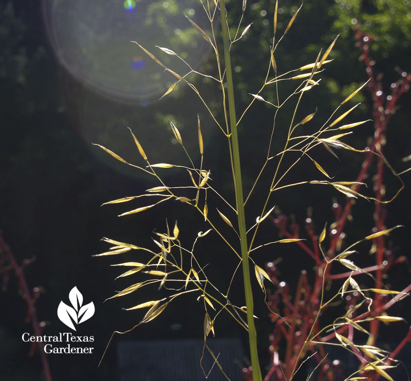 blue oat grass 