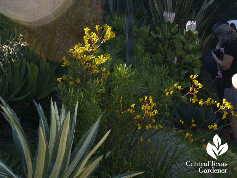 Agave and Kangaroo paws in sculptor Matt Gil's garden Agave and Kangaroo paws in sculptor Matt Gil's garden