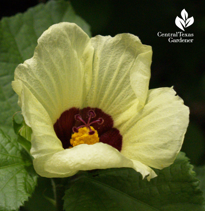 lemon rosemallow (Hibiscus calyphyllus)