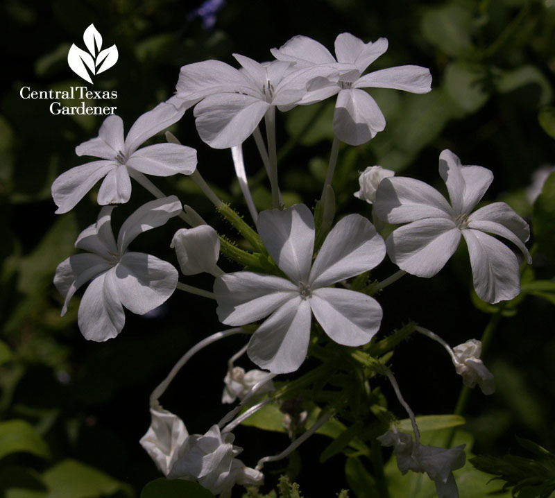 White plumbago Central Texas Gardener 