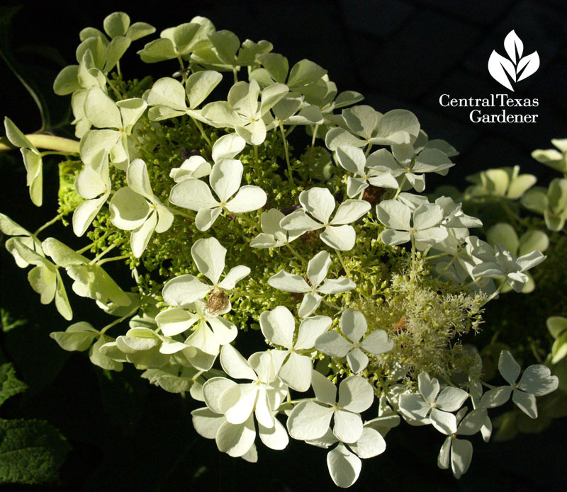 White hydrangea in Rebecca Sweet's garden 