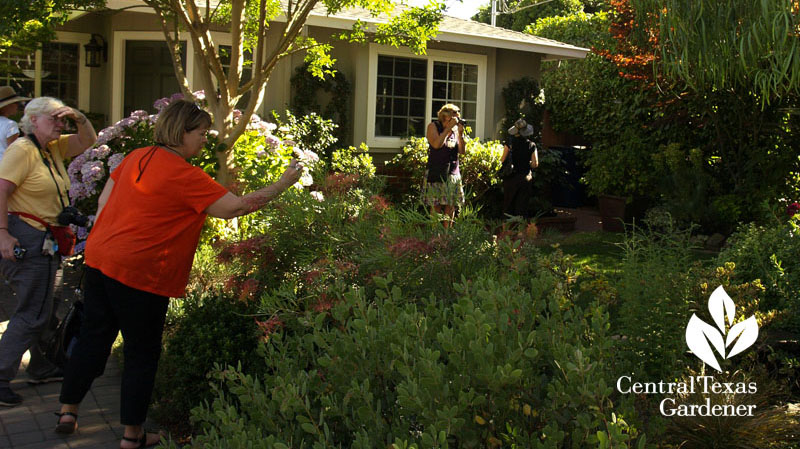 Rebecca Sweet's garden Garden in the Gossip blog  