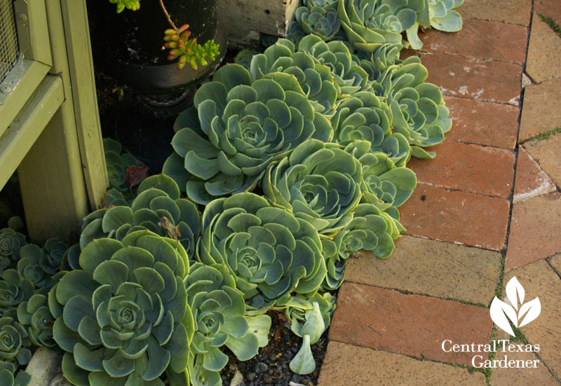 Rebecca Sweet edging with Echeveria imbricatas Rebecca Sweet edging with Echeveria imbricatas