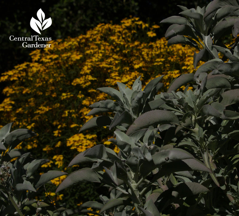 Silver and yellow at the San Francisco Botanical Garden