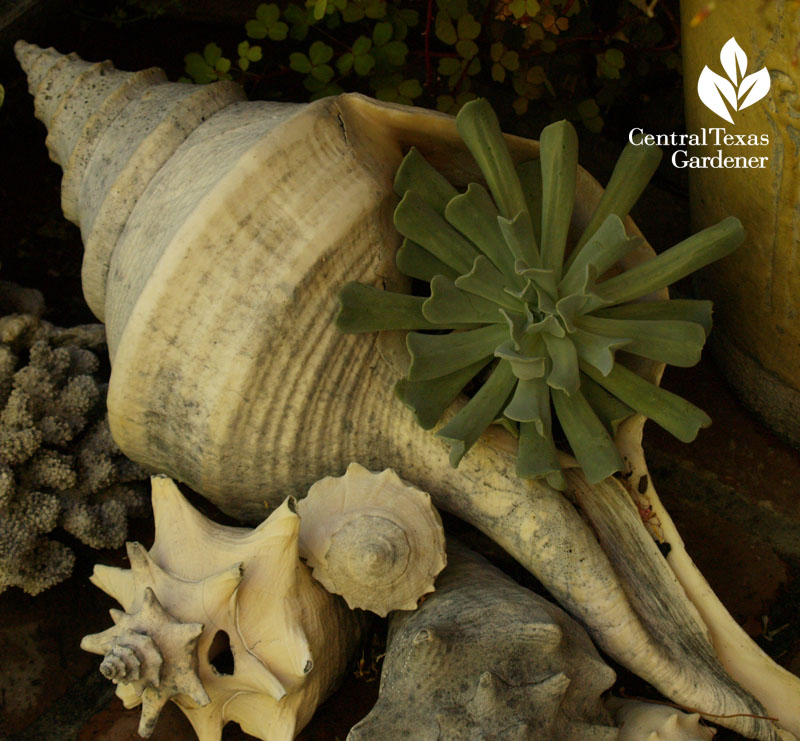 Rebecca Sweet garden succulent in seashell Rebecca Sweet garden succulent in seashell