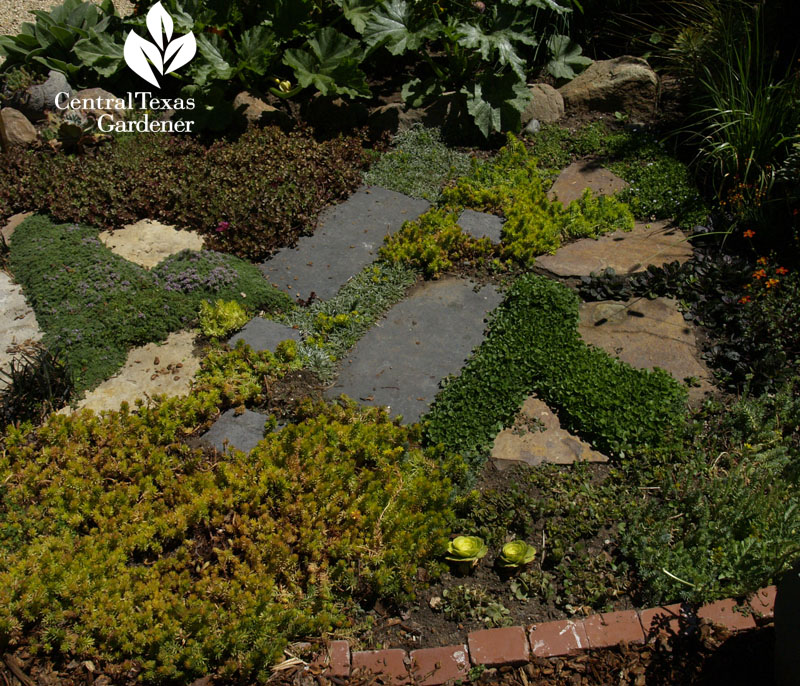 Sunset magazine sedum flagstone ground cover