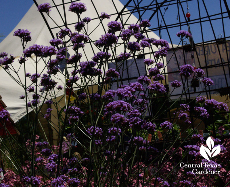 Verbena bonierensis at Annie's Annuals Verbena bonierensis at Annie's Annuals