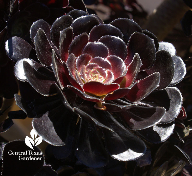 Aeonium arboreum Aeonium arboreum