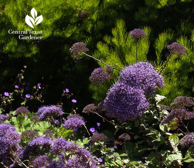 purple and green at Wave Garden, San Francisco Fling