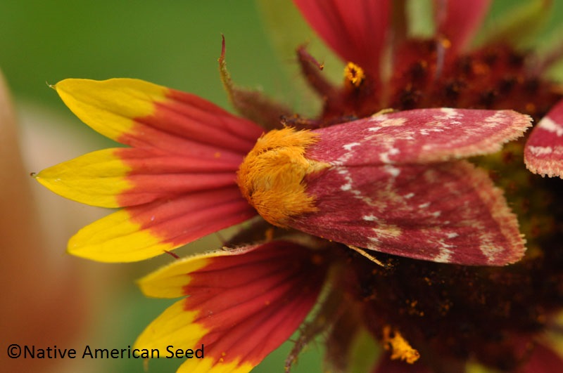 Indian Blanket Moth Native American Seed