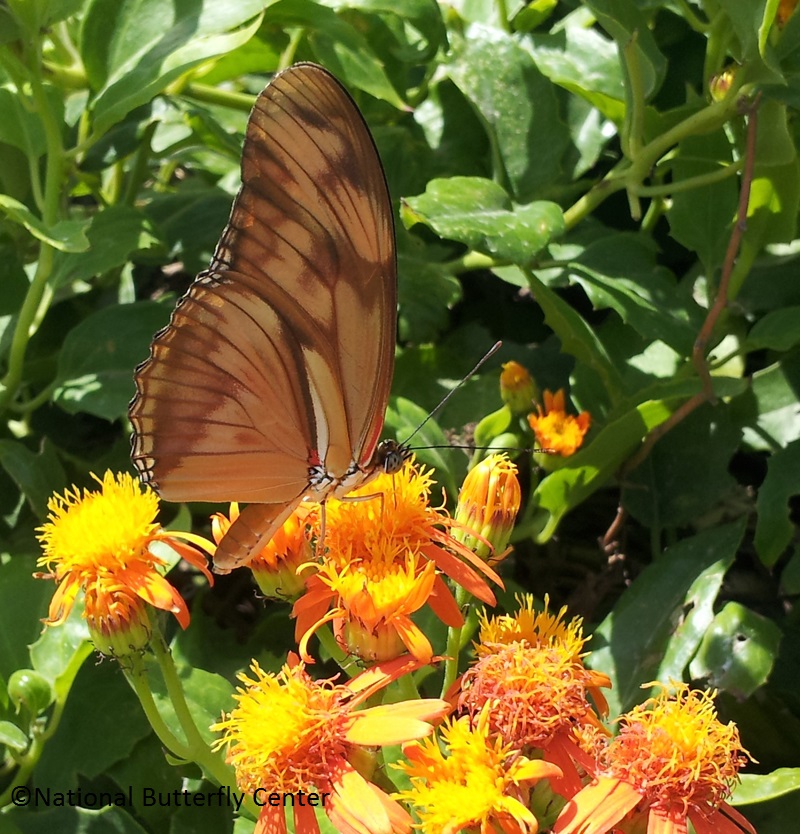 Julia butterfly on Mexican flame vine National Butterfly Center 