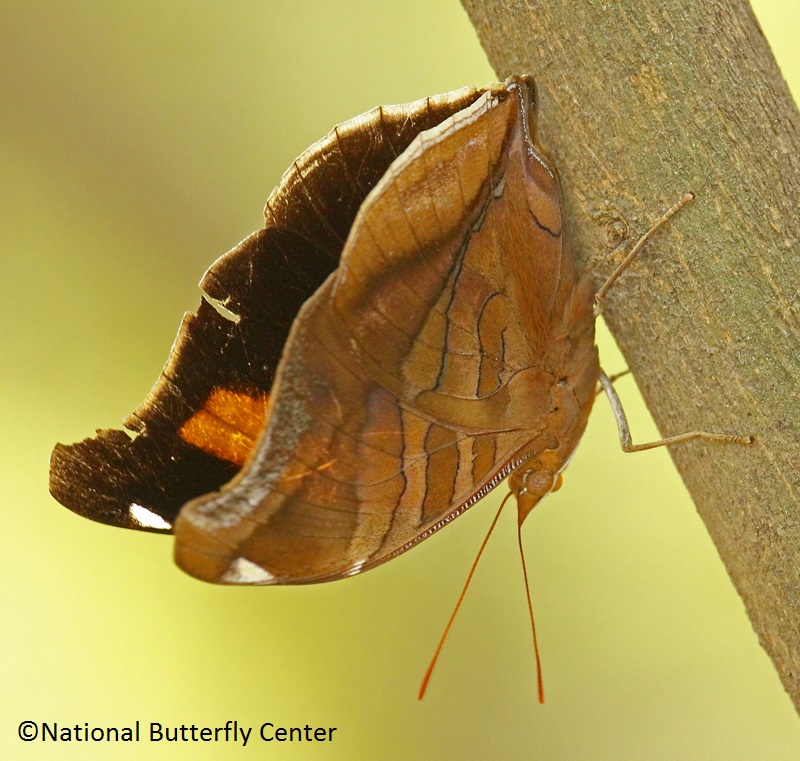 Orion Cecropian National Butterfly Center 