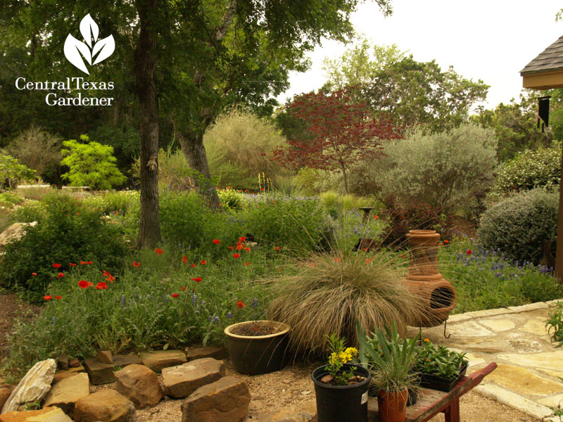 Habitat restoration in Temple Texas garden 