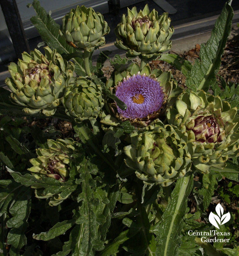 Artichokes blooming