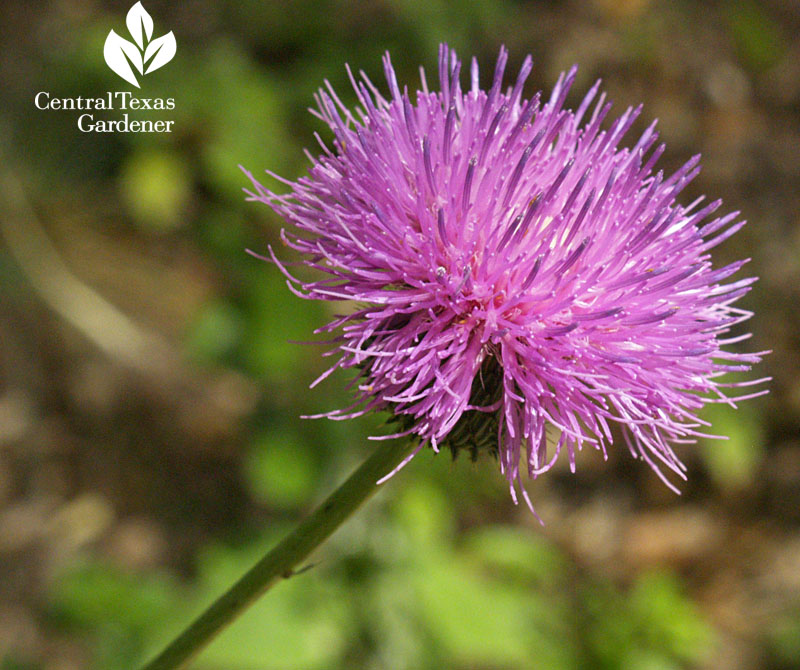 American basket-flower