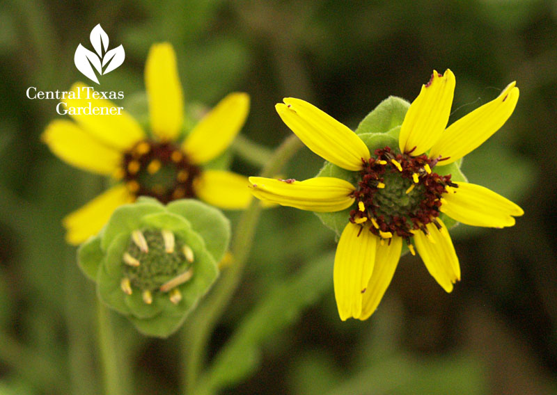 berlandeira lyrata chocolate daisy