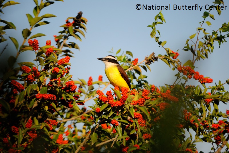 Great Kiskadee on Fiddlewood tree National Butterfly Center 