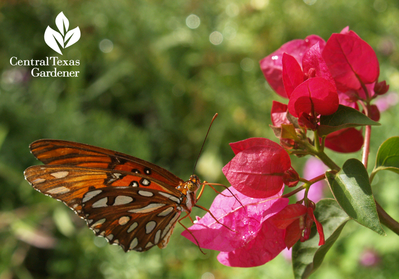 Gulf Fritillary butterfly on bougainvillea Gulf Fritillary butterfly on bougainvillea