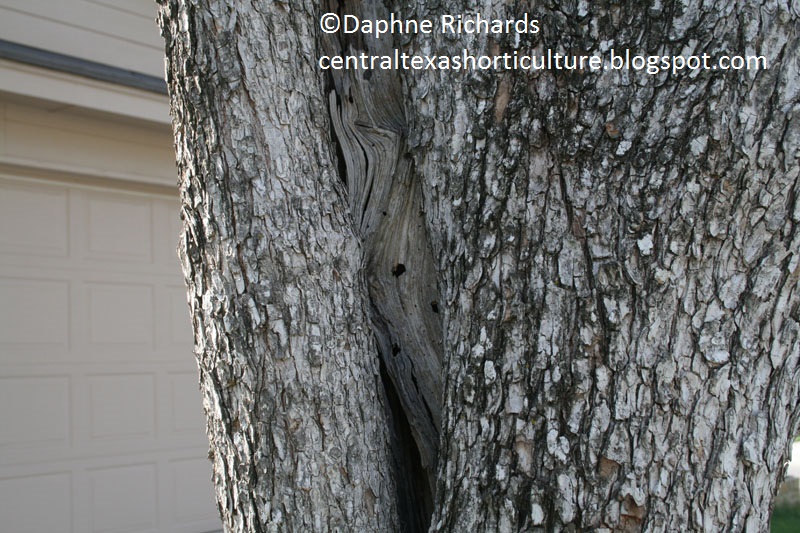 Cedar elm damage and borers by Daphne Richards 