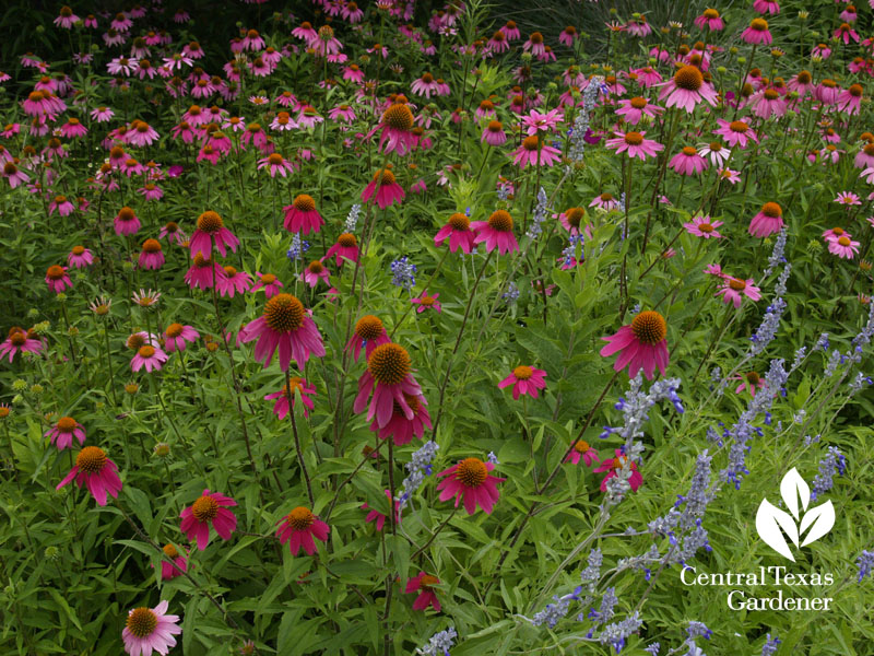 Native coneflowers