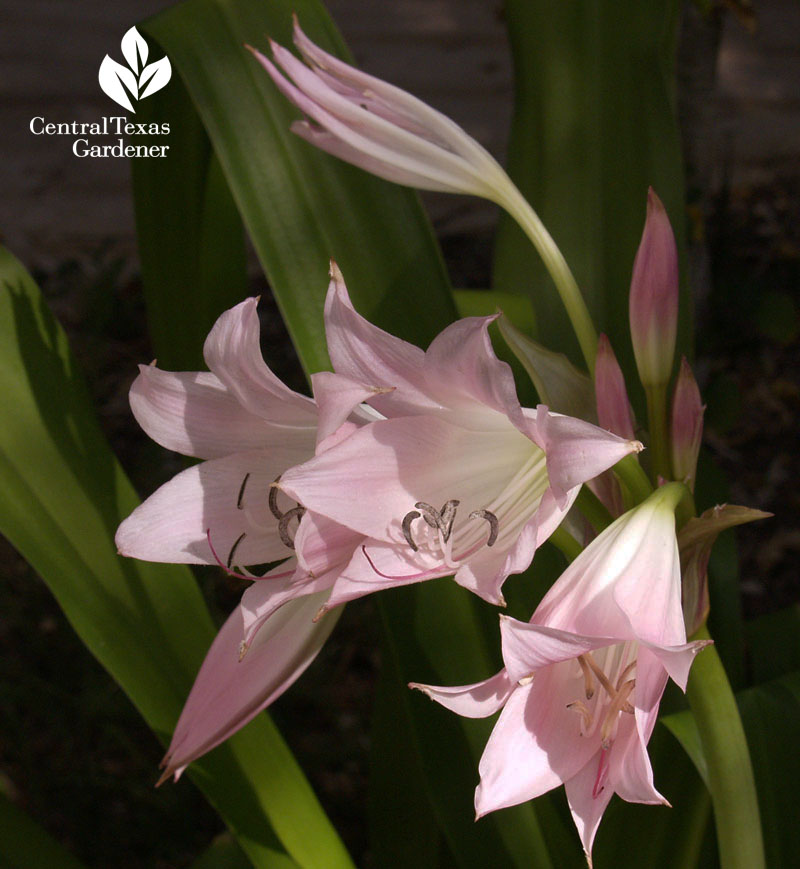 Mystery pink crinum Mystery pink crinum