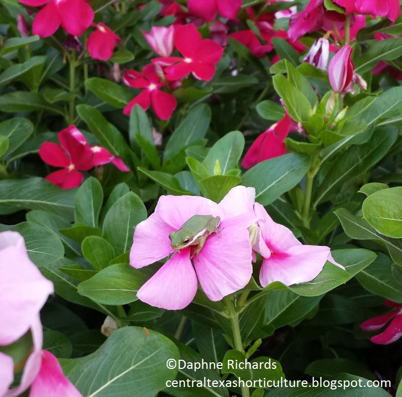 Little frog on periwinkles by Daphne Richards 