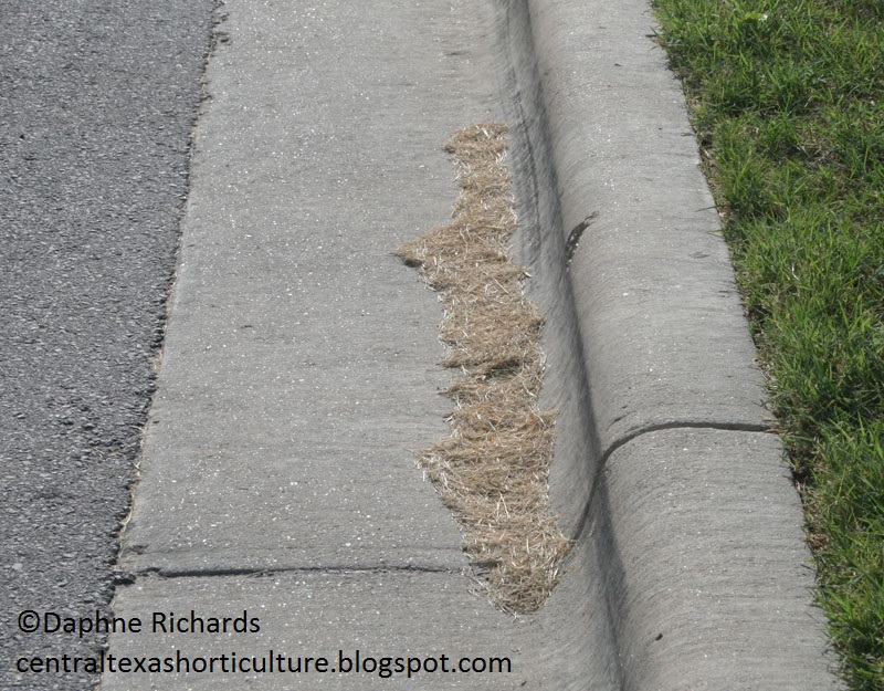 grass clippings street by Daphne Richards