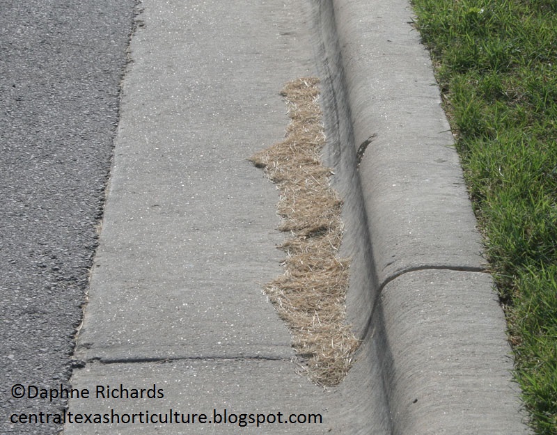 grass clippings street by Daphne Richards grass clippings street by Daphne Richards