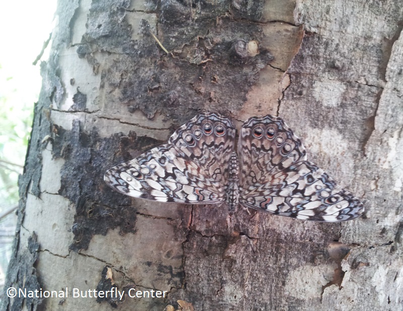 Gray Cracker butterfly National Butterfly Center 