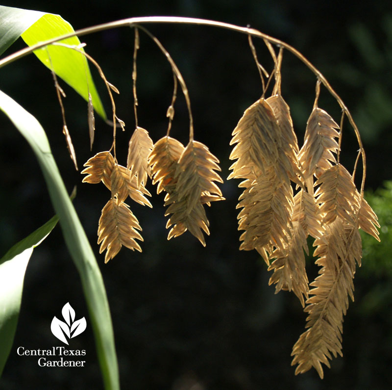 inland sea oats central texas gardener