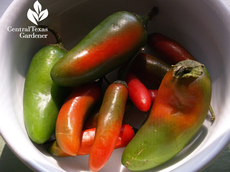 Jalapeno peppers turning red Jalapeno peppers turning red