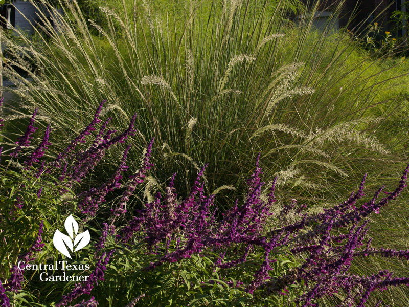 Lindheimer muhly with Salvia leucantha Lindheimer muhly with Salvia leucantha